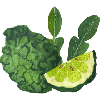 Illustration de feuilles vertes fraîches et d'un agrume coupé en deux avec une écorce bosselée, semblable à celle d'un citron vert kaffir. Les feuilles sont larges et vert foncé, tandis que l'intérieur du fruit présente une pulpe juteuse et segmentée.