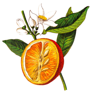 Illustration d'une orange coupée en deux dévoilant ses segments juteux, attachés à une tige aux feuilles vertes luxuriantes et aux fleurs blanches. Les couleurs vives soulignent le contraste entre le fruit orange, le feuillage vert et les délicates fleurs blanches.