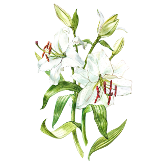 Illustration d'une tige de lys blanc en fleurs avec plusieurs fleurs et bourgeons. Les fleurs ont des feuilles vertes proéminentes et des étamines brunes, avec un fond blanc texturé.