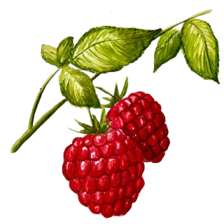 Illustration d'une branche de framboisier avec deux framboises rouges mûres et plusieurs feuilles vertes. Les framboises ont une surface détaillée et texturée, et les feuilles ont des veines visibles et une apparence réaliste.