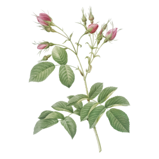 Image botanique illustrée d'une plante à fleurs à tiges multiples et à fleurs roses. Les feuilles vert foncé sont de forme ovale avec des bords dentelés. Les fleurs sont à différents stades de floraison.