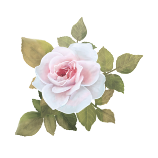 Une rose délicate, rose pâle, en pleine floraison, aux multiples couches de pétales. La rose est entourée de feuilles vertes, dont certaines présentent un dégradé de couleurs allant du vert au jaune, créant ainsi une composition florale naturelle et élégante.