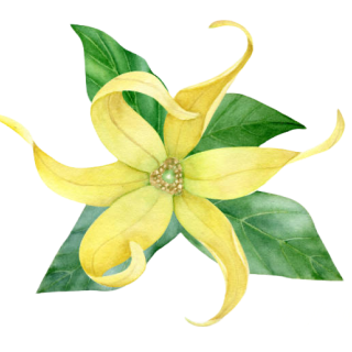 Illustration à l'aquarelle d'une fleur d'ylang-ylang. La fleur est représentée avec cinq pétales allongés, jaune-vert, qui se courbent et se tordent doucement. Derrière les pétales se trouvent quatre feuilles vertes, ajoutant un arrière-plan naturel à la fleur vibrante.